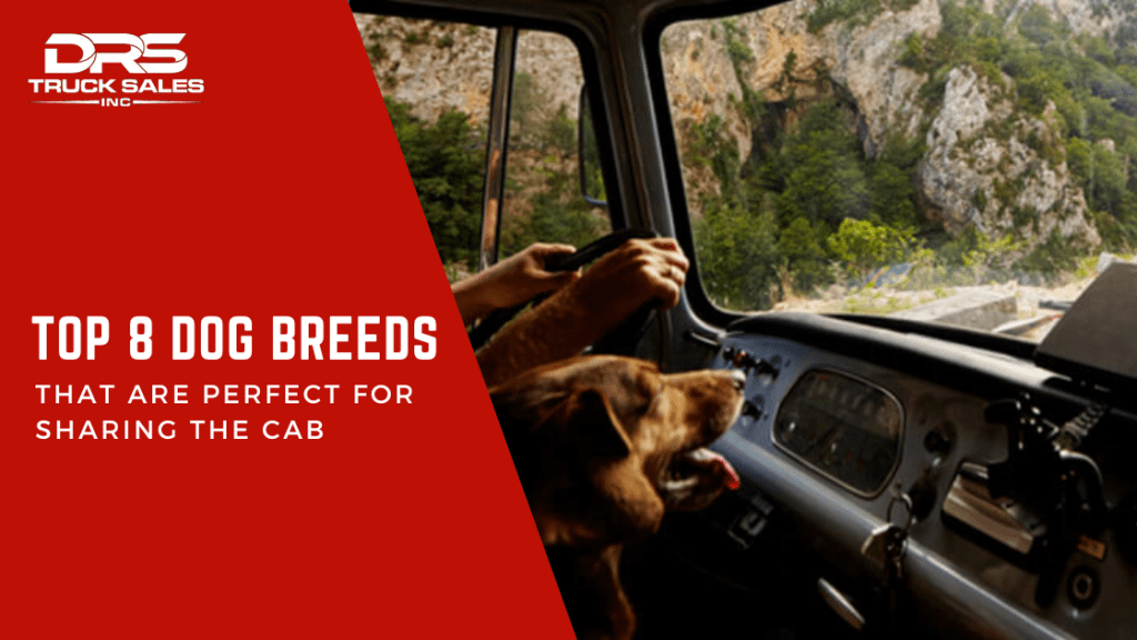 Dog Breeds,truck, semi truck
