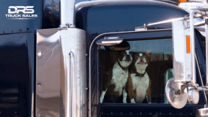 Boston Terrier in semi truck