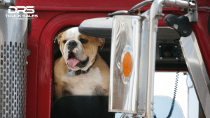 English Bulldog in semi truck